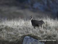 images/chamois/chamois-31-octobre-2015-04 copie.jpg